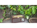 philips-3-band-radio-co-dien-dang-cap-chau-au-small-7